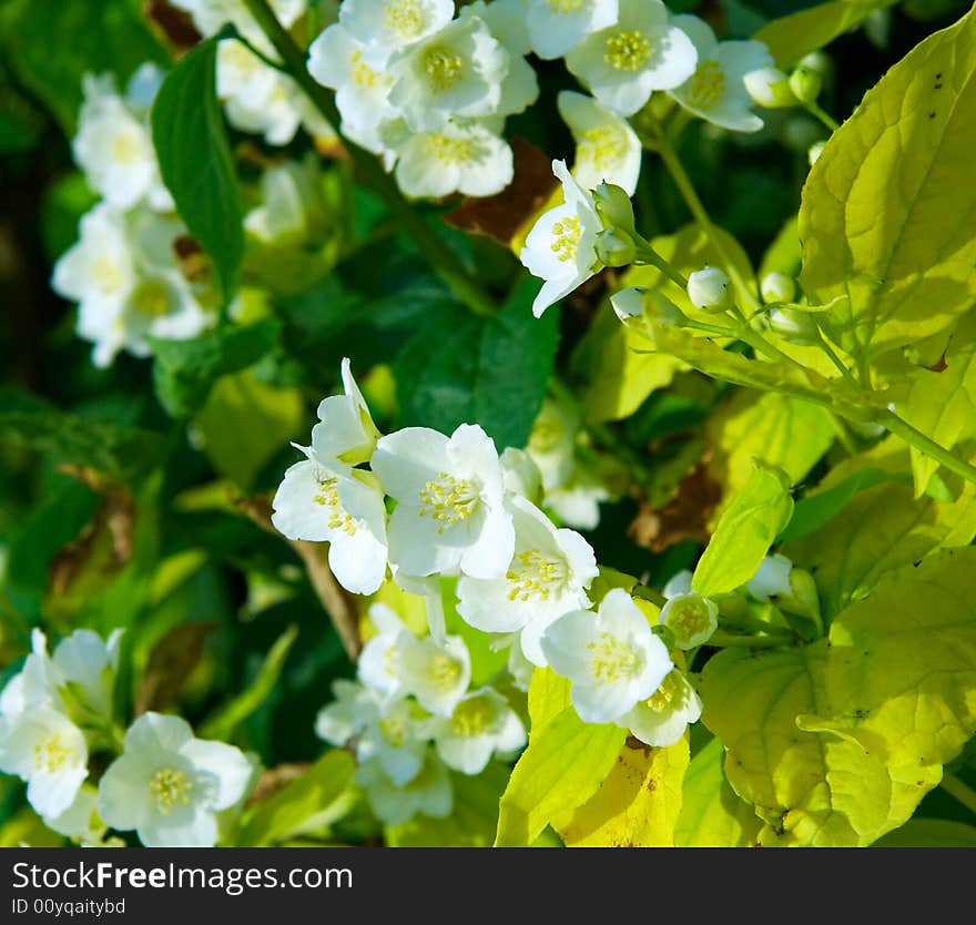 Tree Flowers