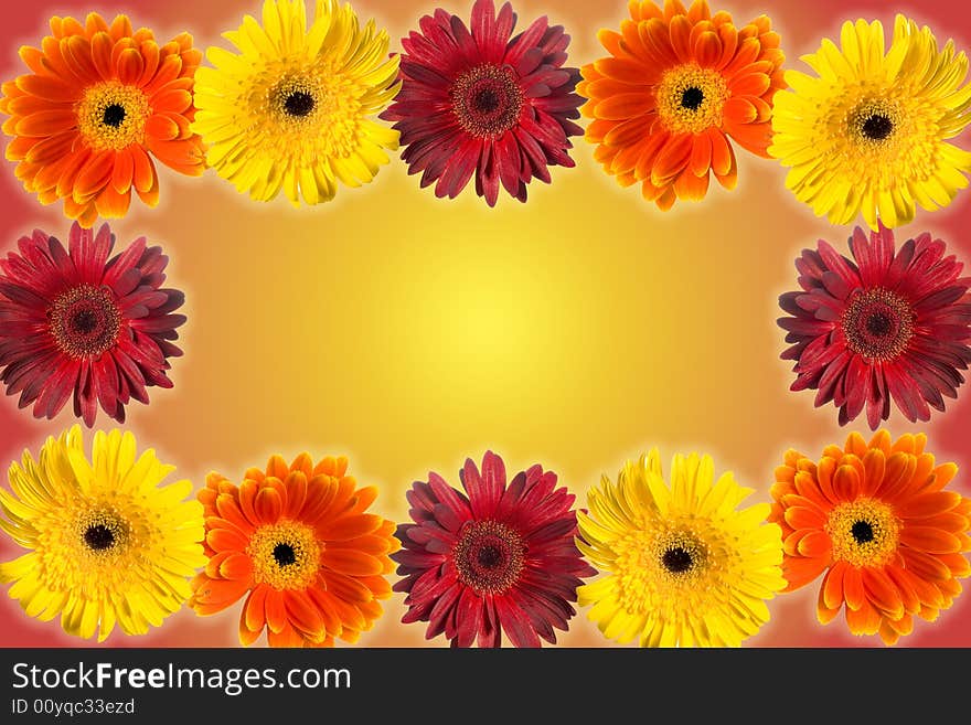 A frame of gerberas on yellow-red background. A frame of gerberas on yellow-red background