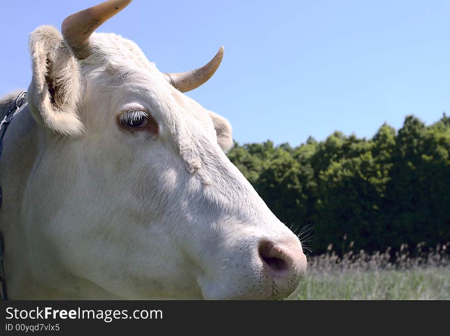 Cow looks at you. it grazes on meadow