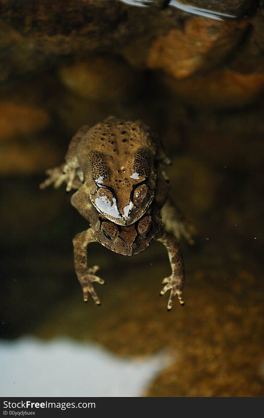 Two frogs are in mating