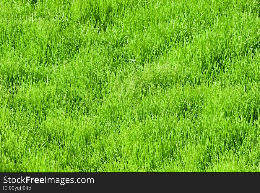 Green soft fresh grass close-up. Green soft fresh grass close-up