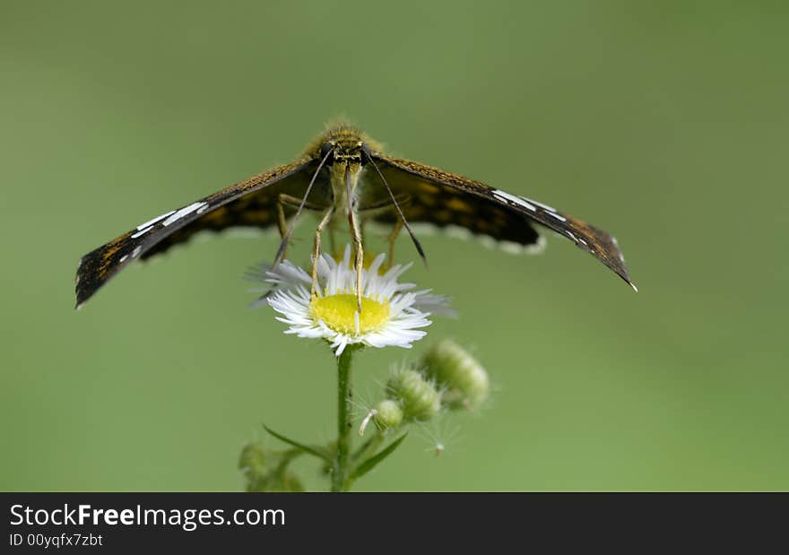 The White Flowers Of The Butterfly Above