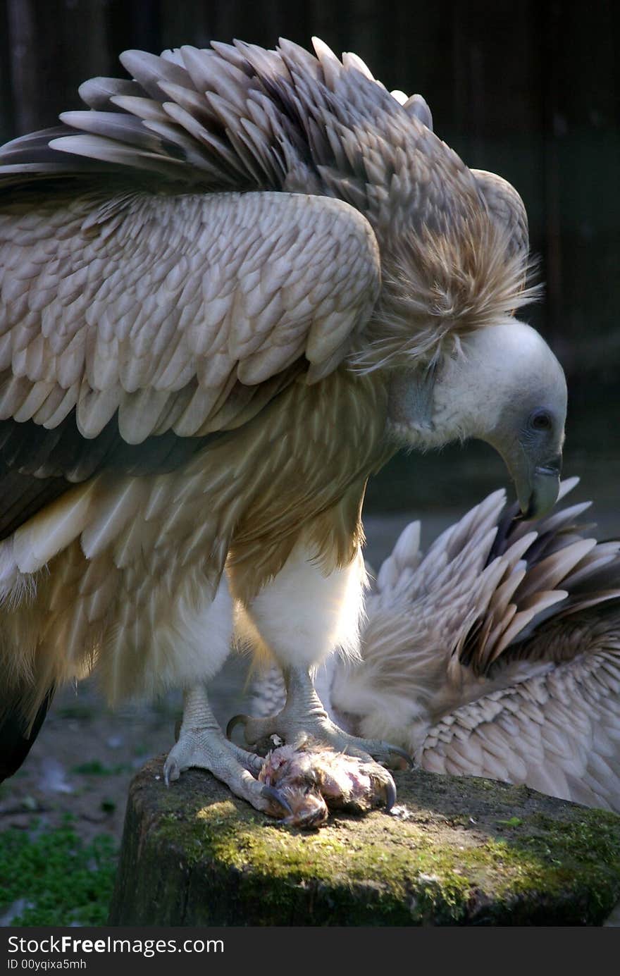 The Himalayan Griffon Vulture