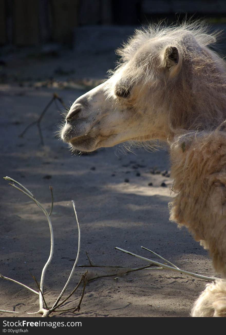 Portrait of Bactrian Camel