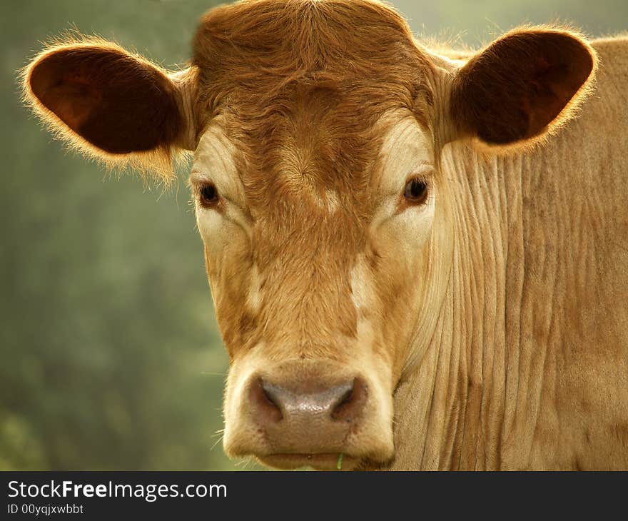 A cow is looking in your eyes