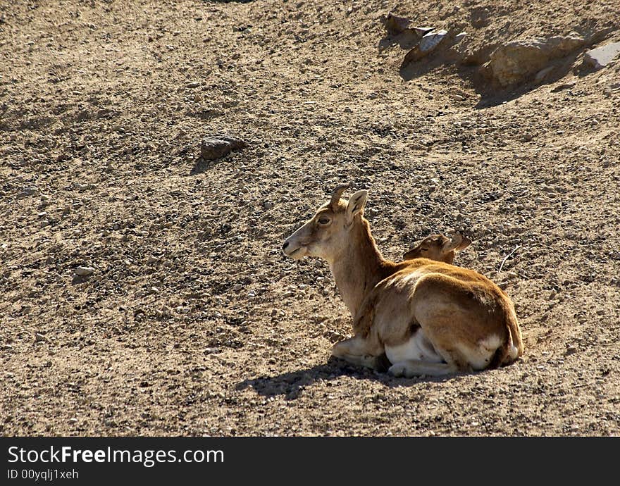 Armenian Mouflon