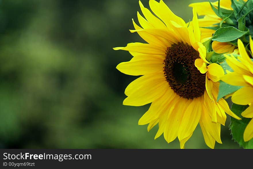 Sunflower in ooty in india