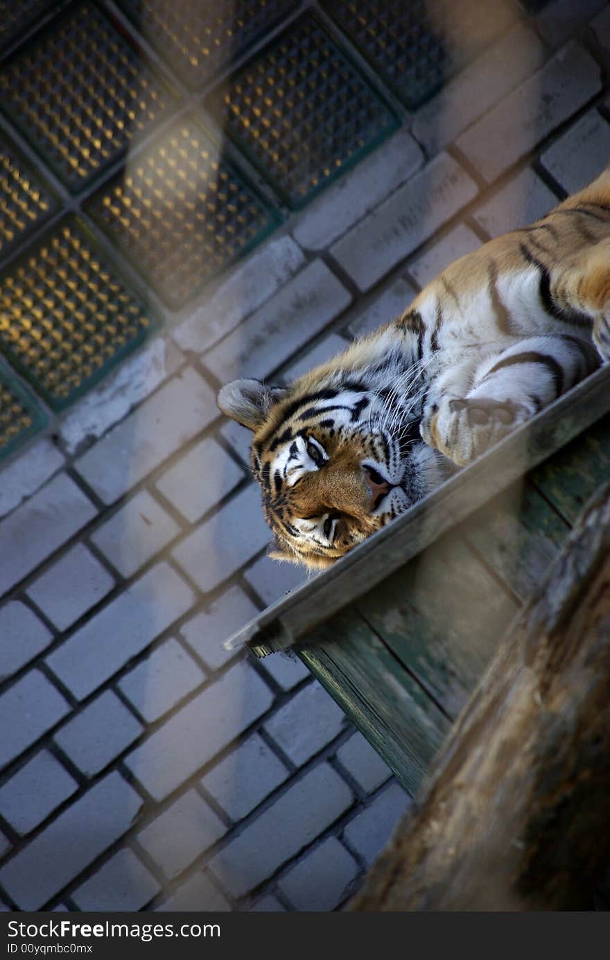 Lonely Amur Tiger