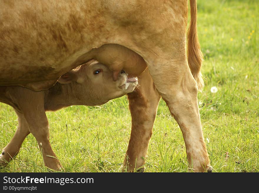 Ein Kälbchen saugt Milch von der Mutter. Ein Kälbchen saugt Milch von der Mutter