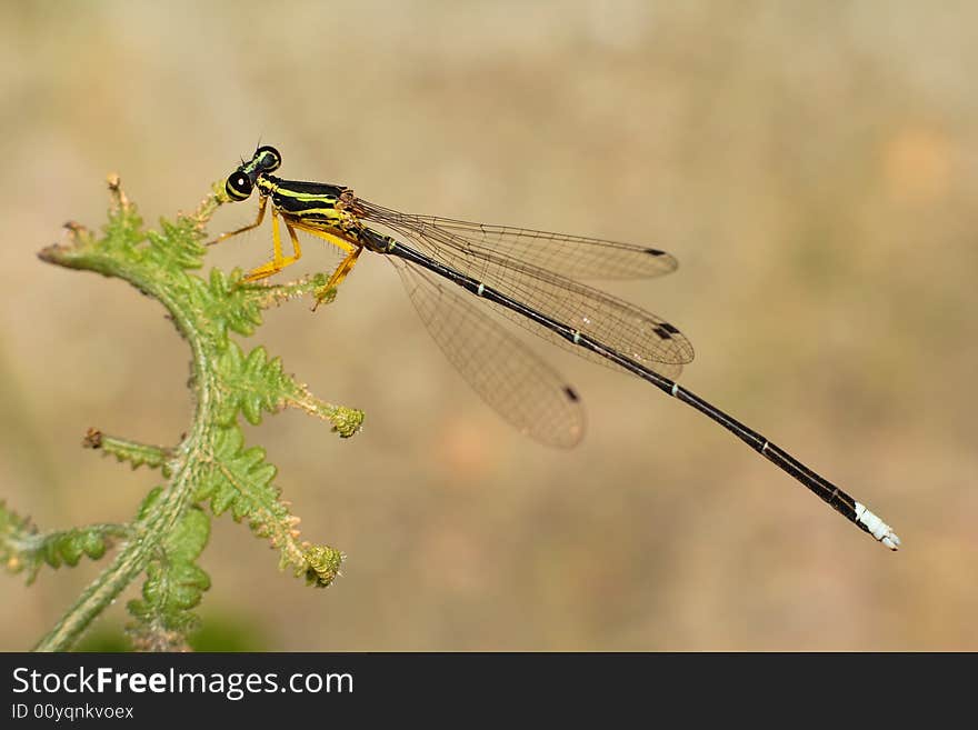 Damselfly in green leaf's rest