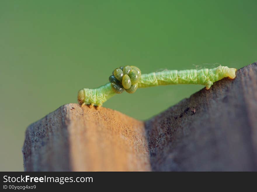 Inchworm with parasitoids