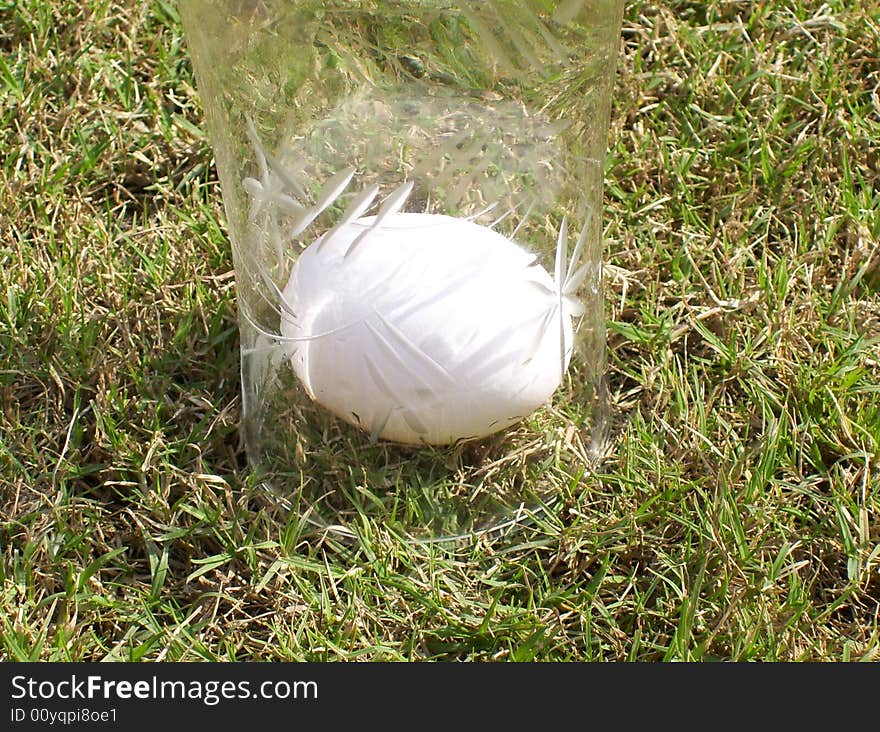 Egg on green grass