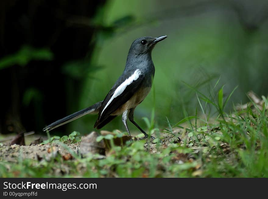 Pretty bird in freedom in the field