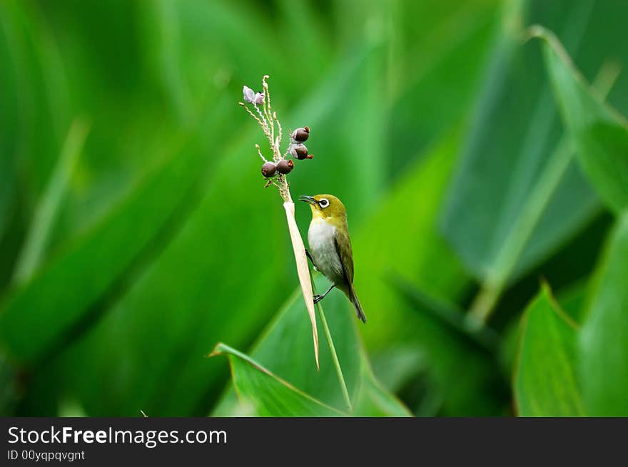 Bird And Mature Fruit