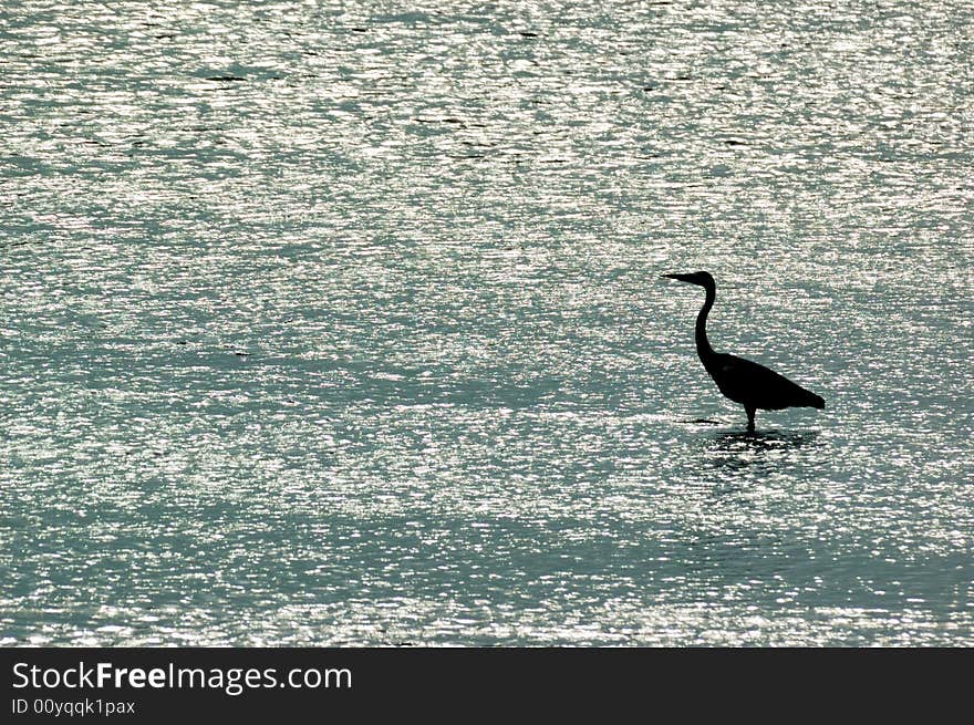 Lake,  A heron is waiting alone