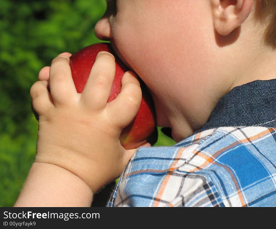 Small child bites off from large red apple. Small child bites off from large red apple