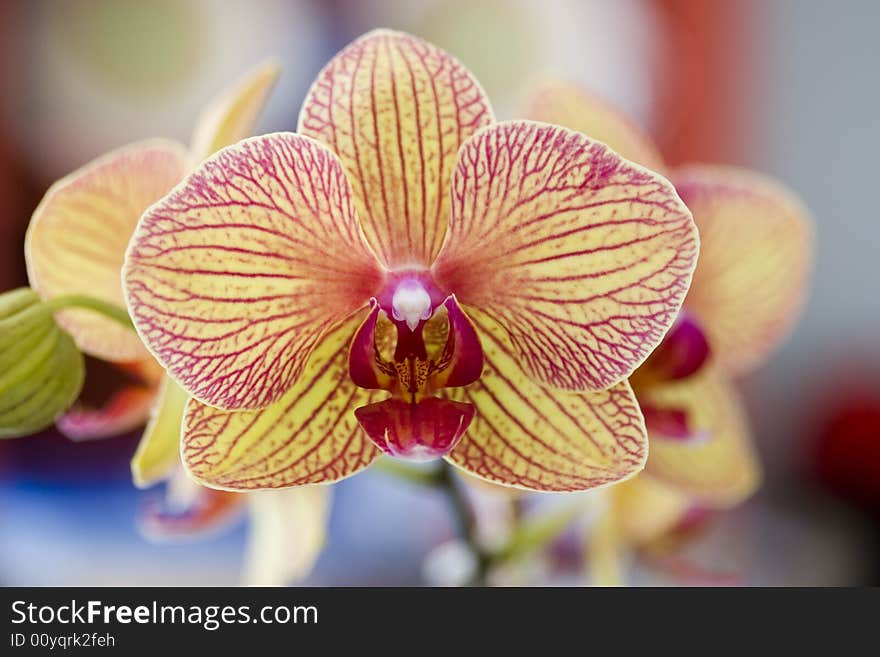 A close up of a yellow orchid