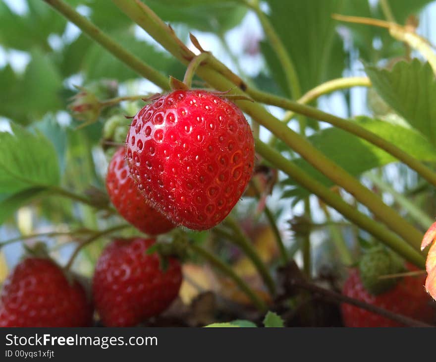 Large berry of a strawberry