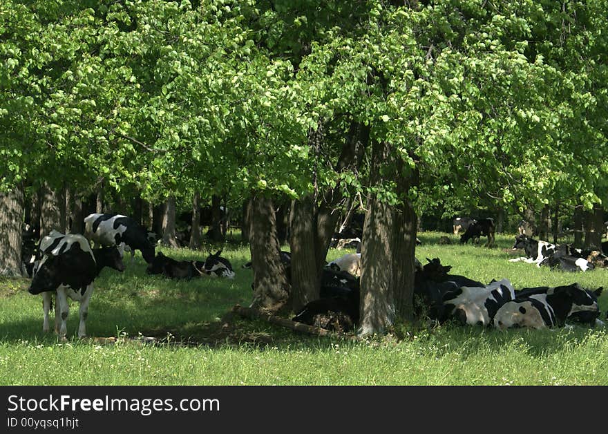 Cowes in the shadow of tree. Cowes in the shadow of tree