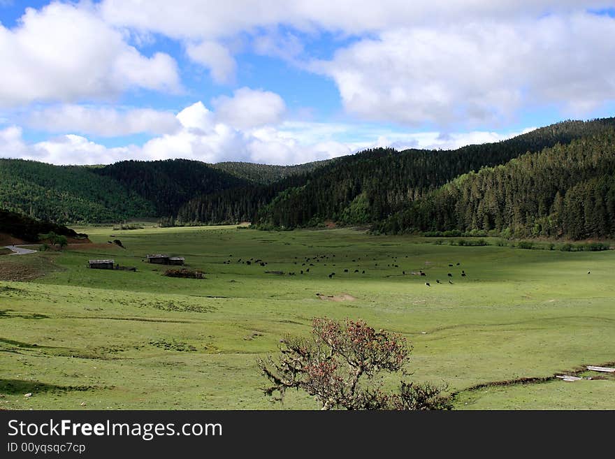 Plain landscape with grass in the foreground and patchy clouds. Plain landscape with grass in the foreground and patchy clouds