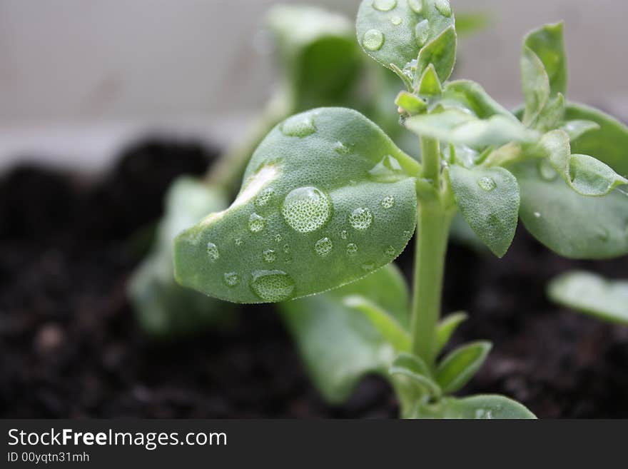 Characteristic dew at the morning