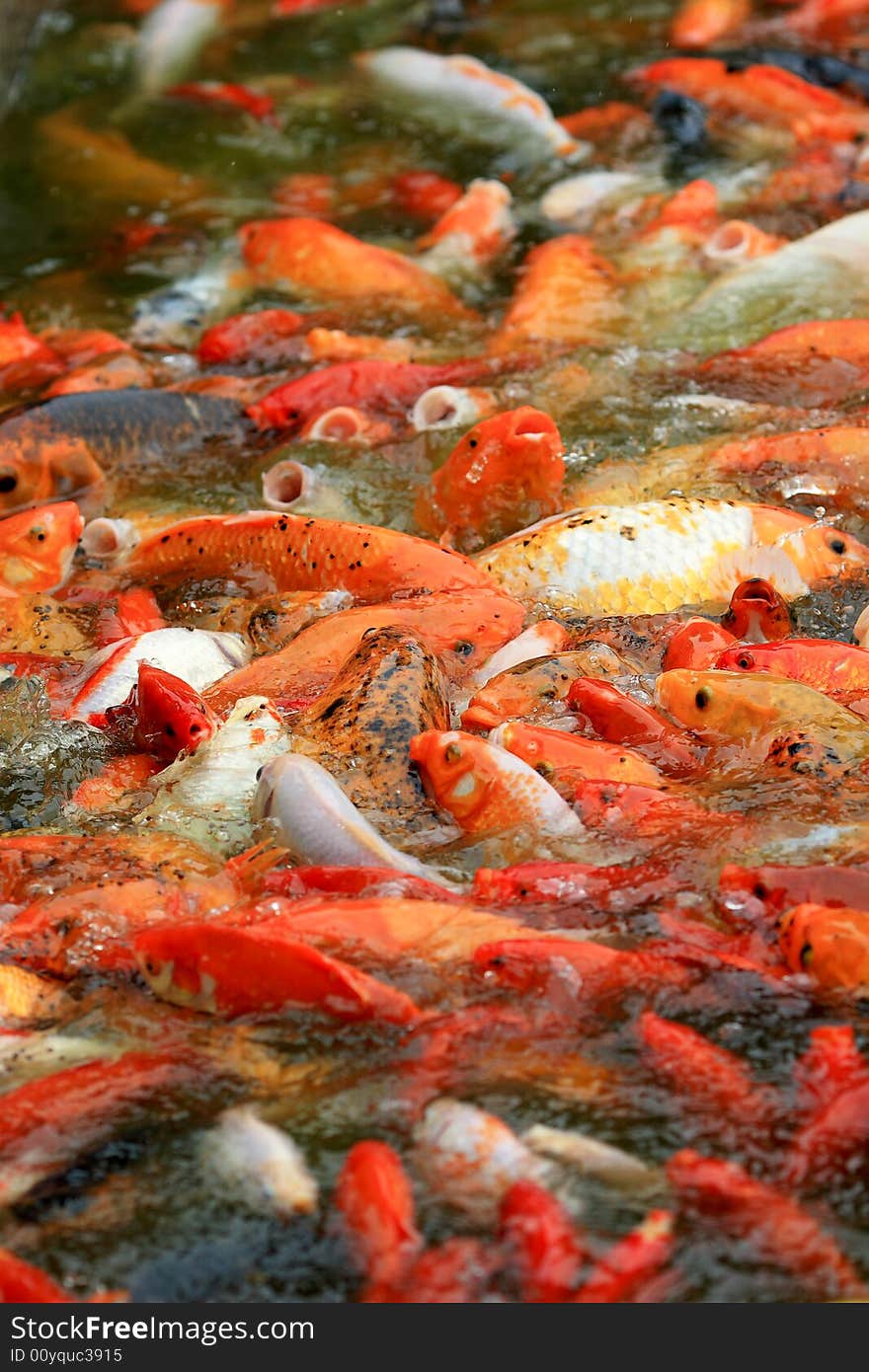 Lots of goldfish waiting for food