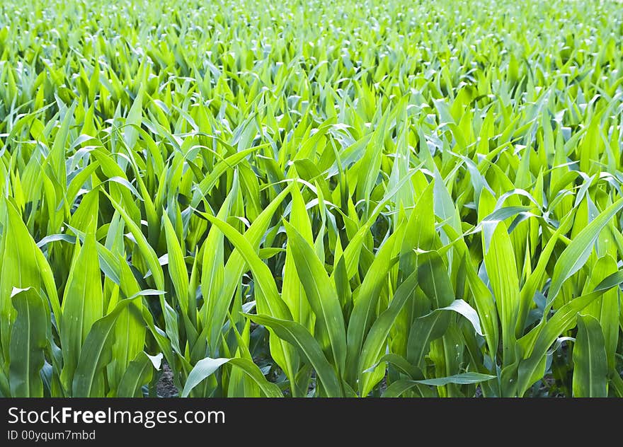 Green field