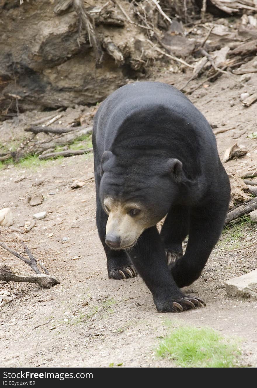 Sumatran Sun Bear