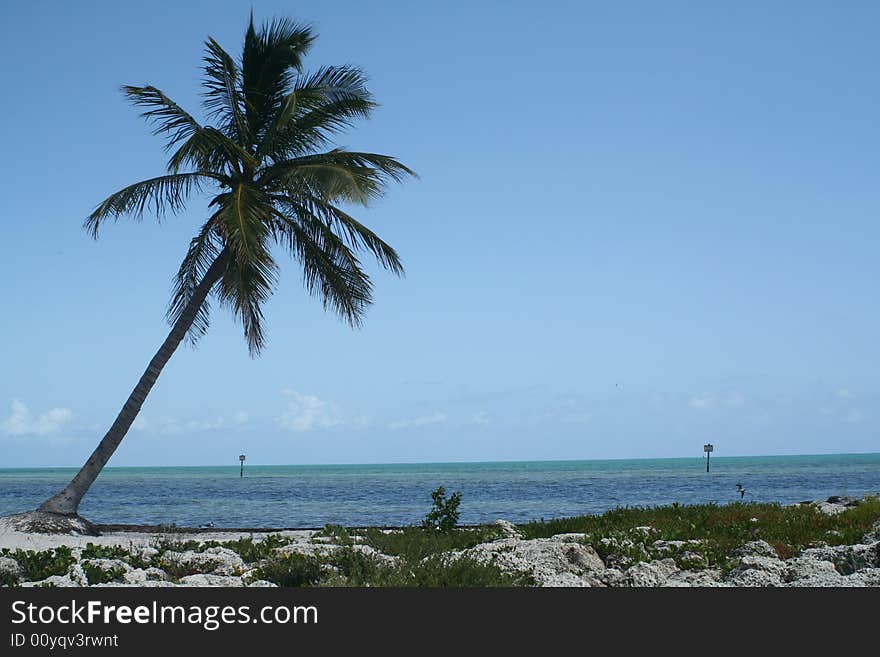 Leaning Palm Tree