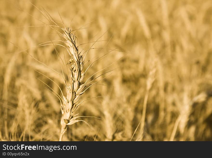 Wheat closeup