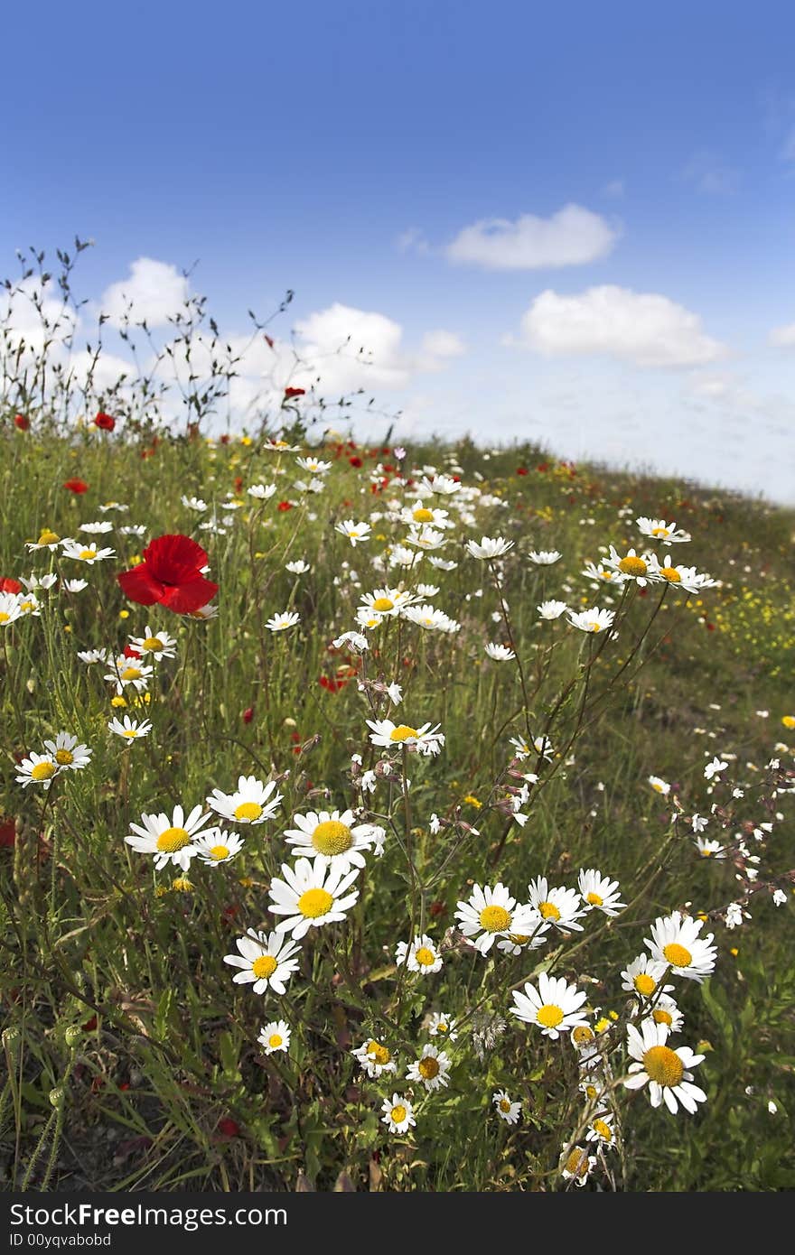 Wild flowers in summer meadow. Wild flowers in summer meadow