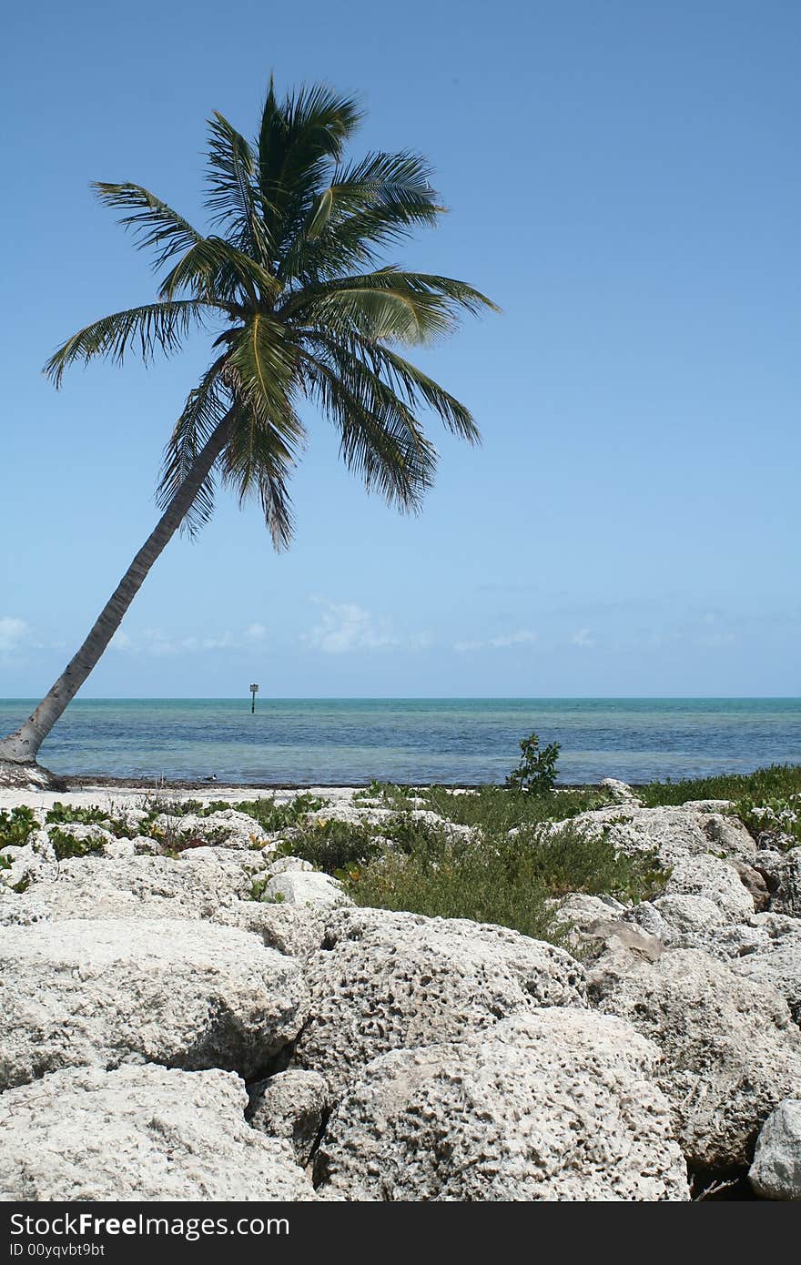 Leaning Palm Tree