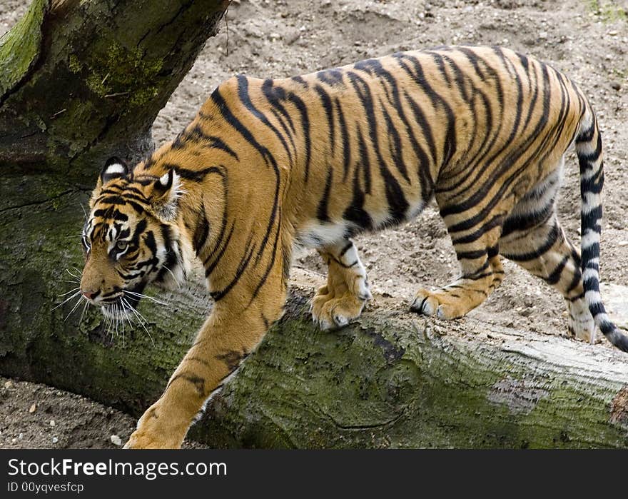 Panthera Tigris Sumatrae