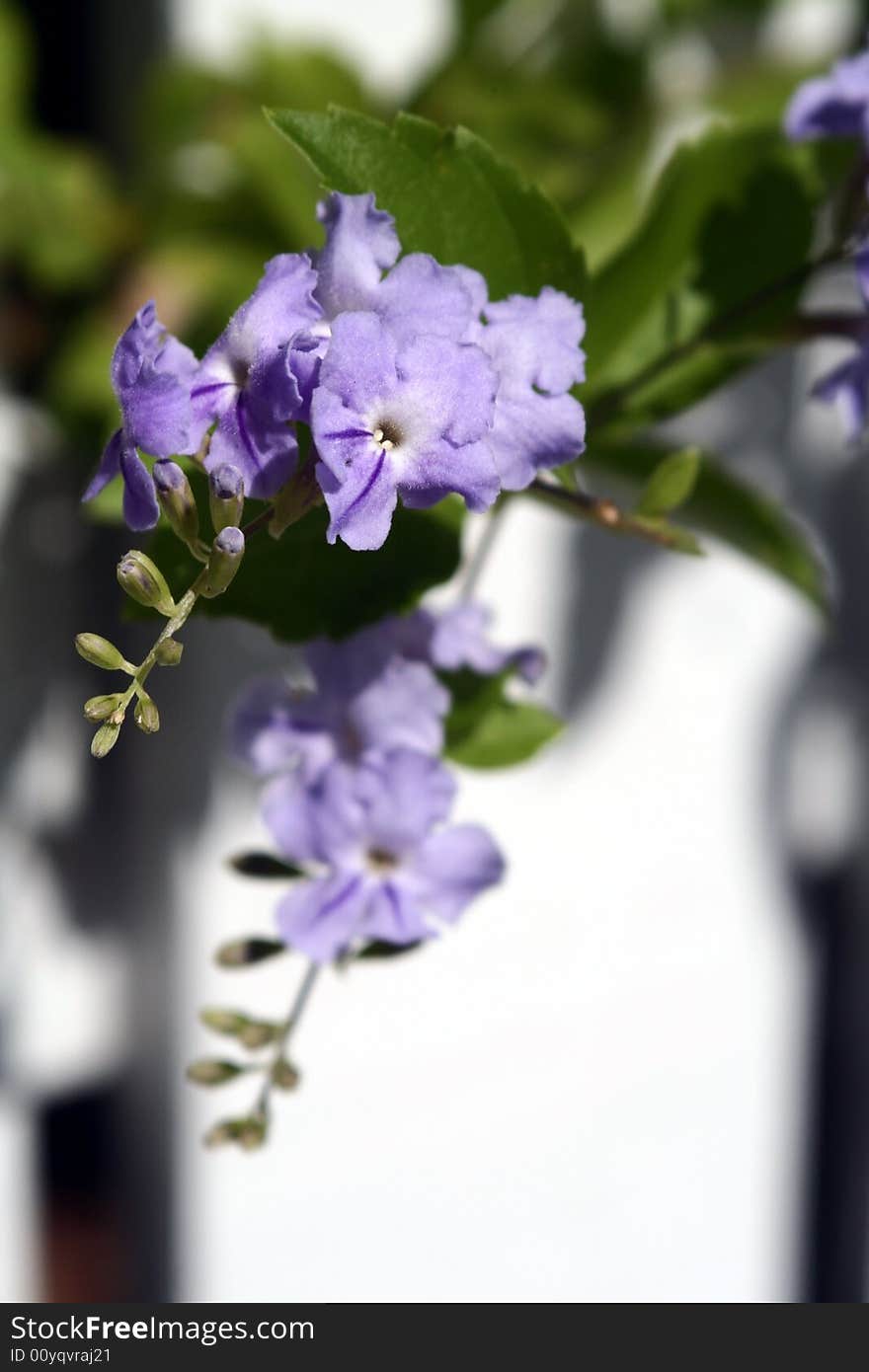 Detail Of Purple Tropical Flowers