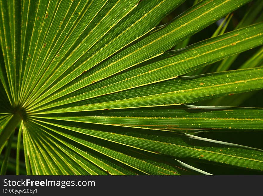 A palm tree fan fanning out in a radiant pattern. A palm tree fan fanning out in a radiant pattern