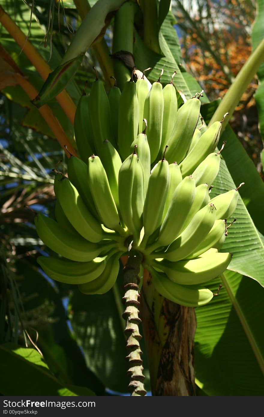 Banana Tree