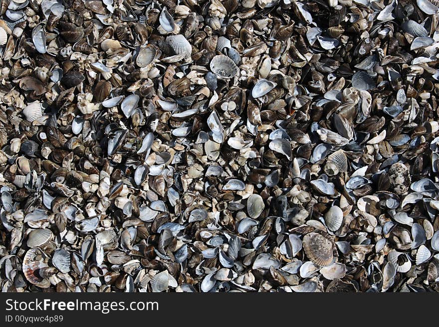 Lots of seashells on a shore. Lots of seashells on a shore