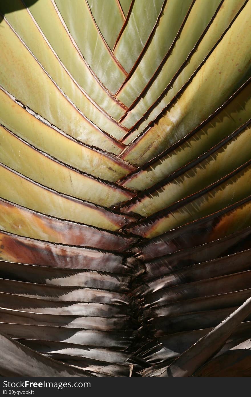 The base of a tropical plant forming a natural pattern