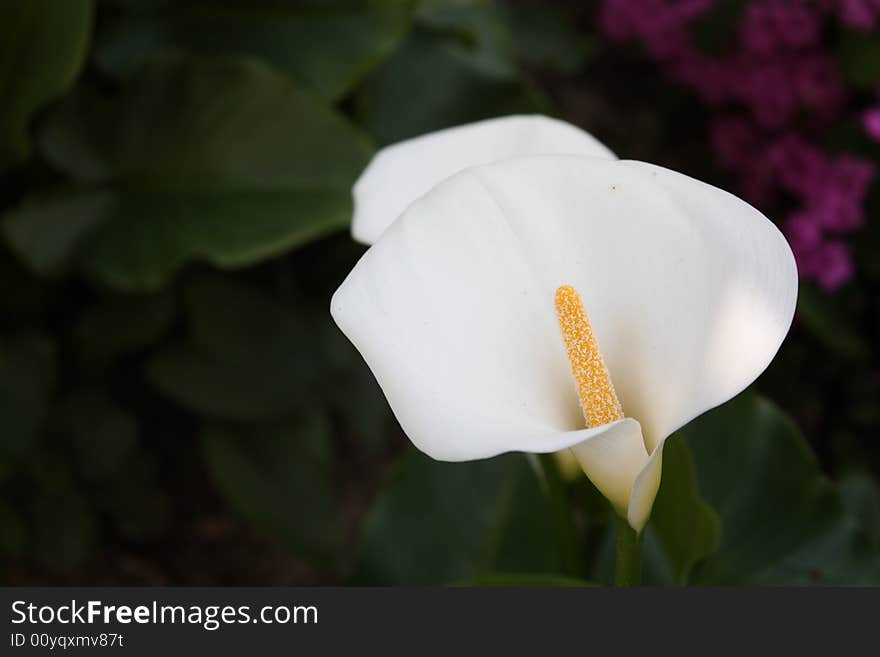 Beautiful and peaceful flower in the garden