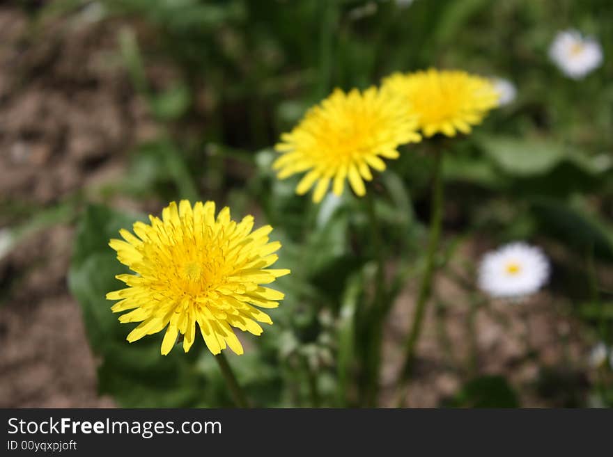 Yellow flowers in the garden