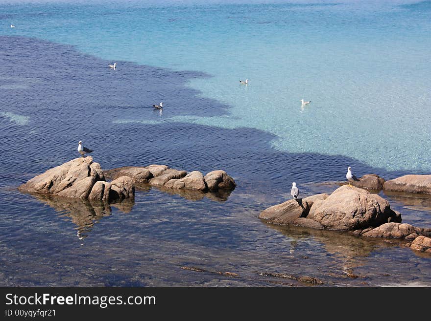 Several seagulls at the sea