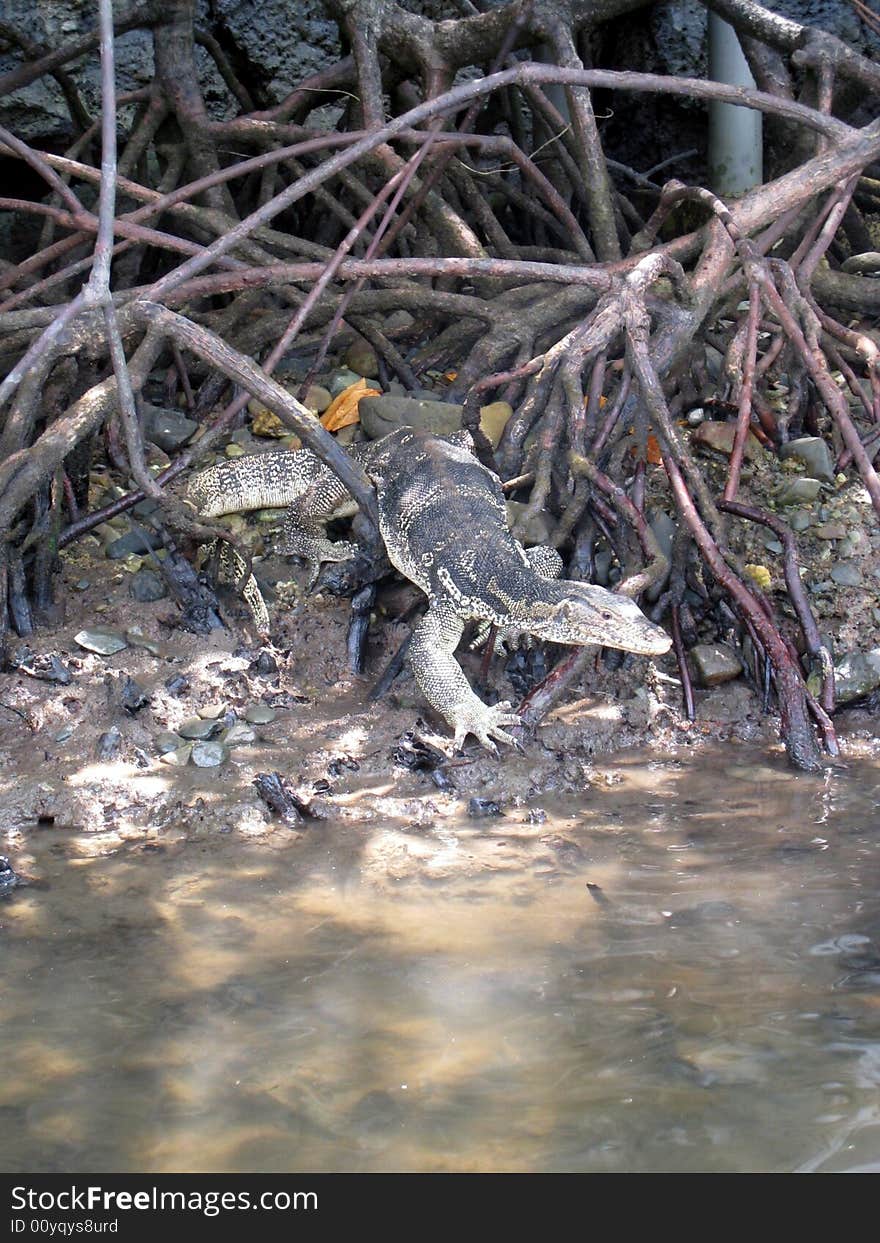 Lizard in Mangrove