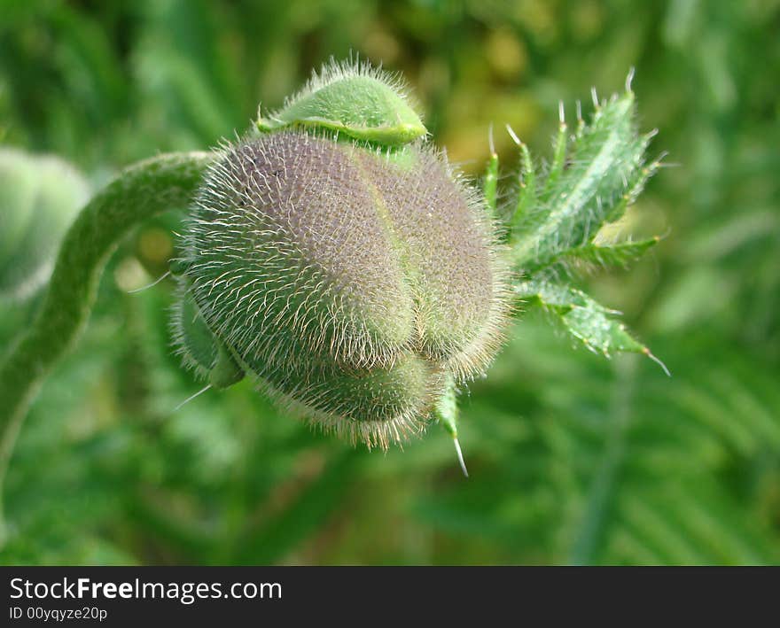 Bud of a poppy