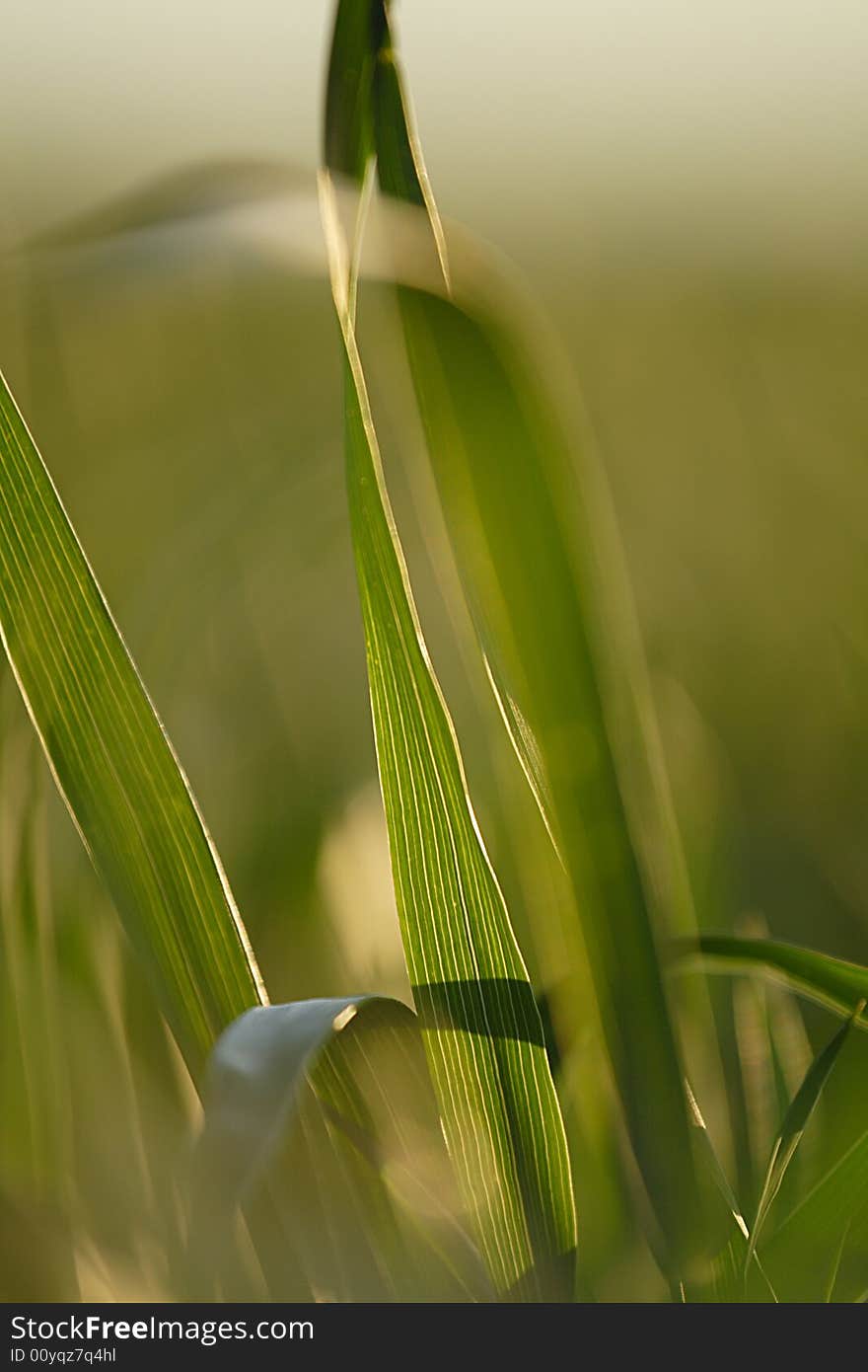 Winter wheat growing after 2 weeks of rain. Winter wheat growing after 2 weeks of rain.