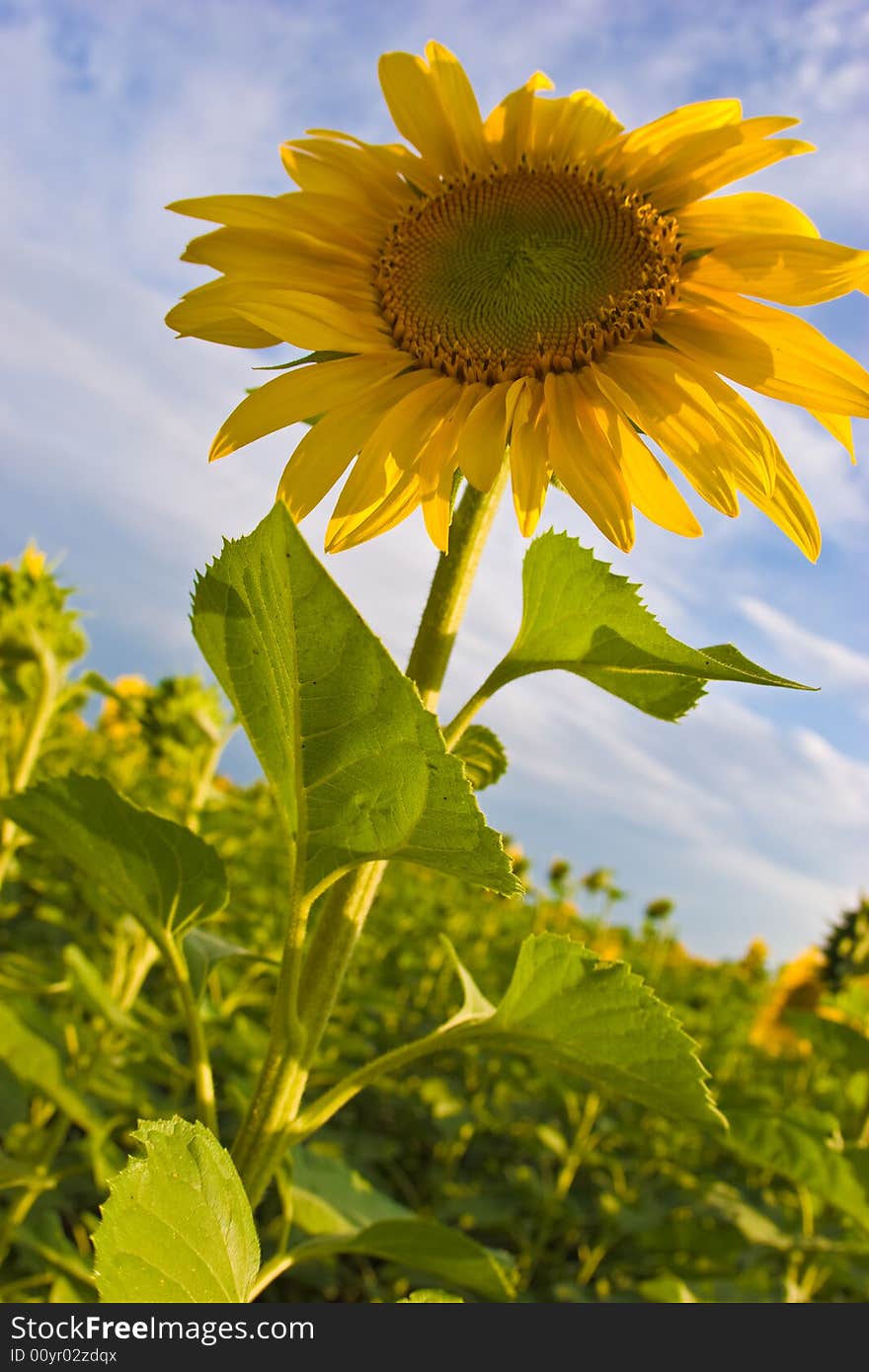 Field of yellow sunflower background, agriculture subject