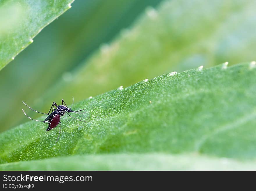 A mosquito sits while she digests her blood full belly.