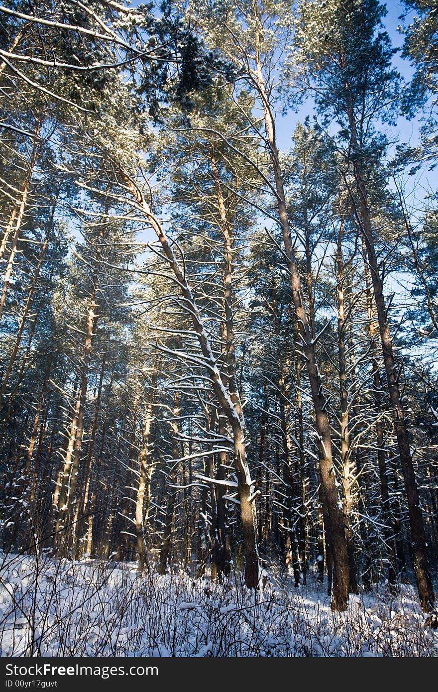 View series: winter forest under white snow