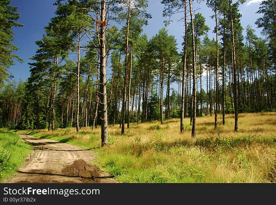 Trees in the forest and path on the left