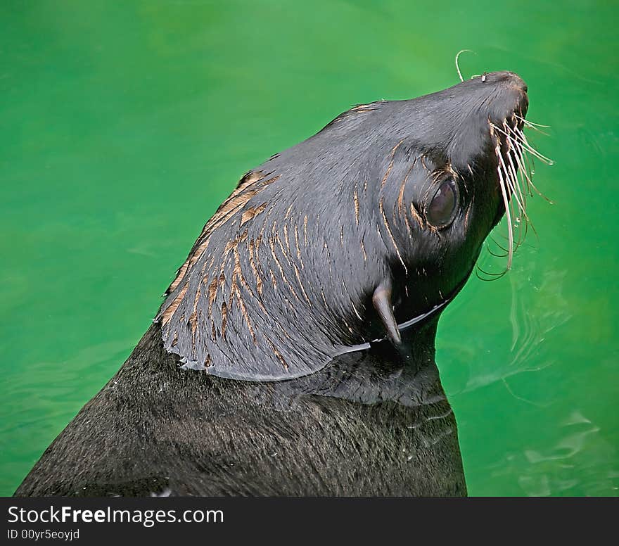 Portrait of fur seal leaning out of the water. Portrait of fur seal leaning out of the water