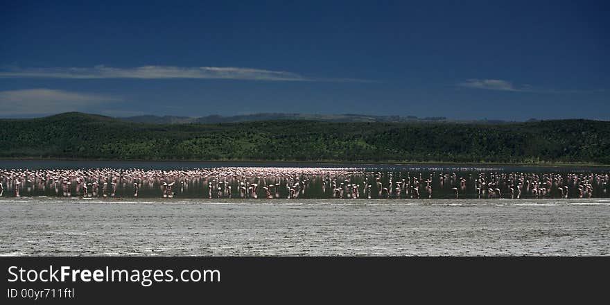 Pink Flamingos on Lake Nakuru